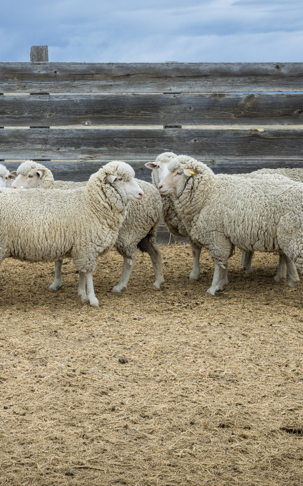 Always 100% Wool