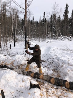 WeatherWool Advisor Jesse Manuta bucking logs by hand in 10F/-12C wearing WeatherWool in comfort