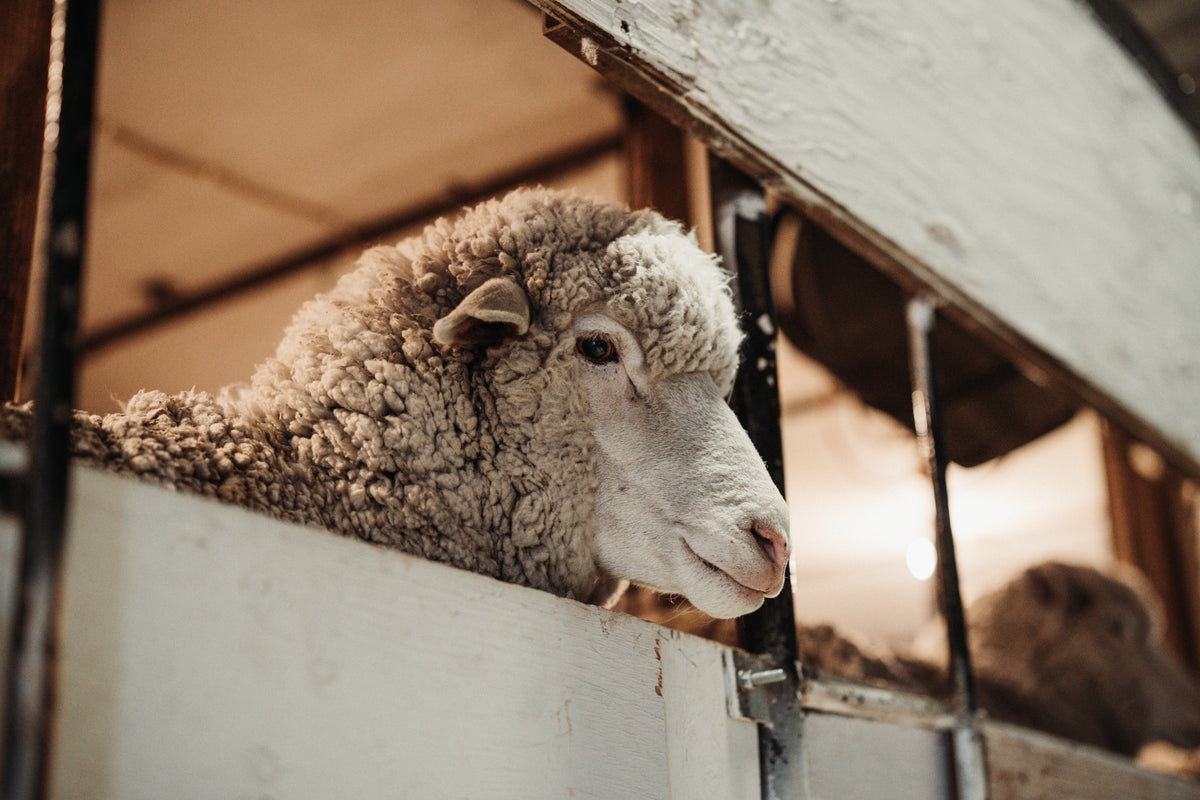 Mouton Real Luxury Lamb Pelts – WeatherWool